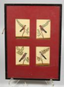 A SET OF FOUR FRAMED INDIAN COMPANY SCHOOL PAINTINGS OF BIRDS ON MICA, framed and glazed together,