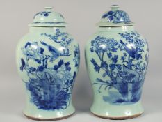 A LARGE PAIR OF CHINESE CELADON GLAZE PORCELAIN URNS AND COVERS, each painted in blue with birds and