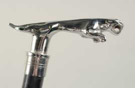 A CHROME JAGUAR HANDLE WALKING STICK 3ft long.