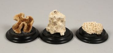 THREE SMALL MARINE SPECIMENS on wooden bases. 3.5ins high.