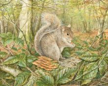 P. J. Bollamins (20th Century), a grey squirrel in a woodland glade, watercolour, signed, 15
