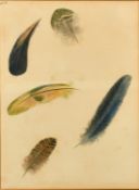 A study of birds' feathers, watercolour, initialled M.H, 10.25