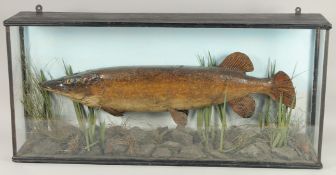 A GOOD GLAZED SPECIMEN OF A PIKE. Signed. 32ins long.