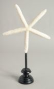A SEA STAR SPECIMEN on a wooden base. 8ins wid.