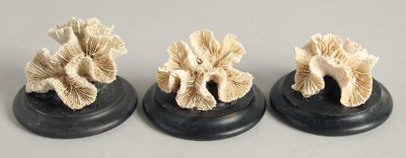 THREE SMALL CORAL SPECIMENS. 2.5ins.