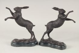 A PAIR OF BRONZE FIGHTING HARES on marble bases. 4ft 4ins high.