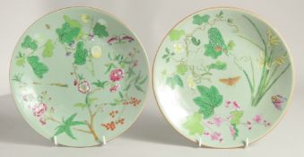 A PAIR OF CHINESE CELADON GLAZE PORCELAIN PLATES, each painted with flora and butterfly, both with