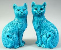 A PAIR OF CHINESE TURQUOISE GLAZE PORCELAIN CAT FIGURES, 20.5cm high.