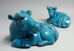 A PAIR OF CHINESE TURQUOISE GLAZED PORCELAIN FIGURES OF OXEN, 18.5cm long.