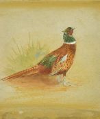 Circle of James Stinton, study of a pheasant, watercolour, 5.25