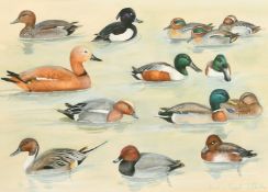 Valerie Shirley, 'Duck in Egypt', a study of different ducks, watercolour, signed and inscribed,