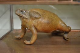 A stuffed bull frog in a glazed case.