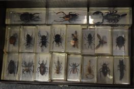 A collection of insects and bugs mounted in perspex blocks.