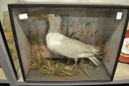 A stuffed and mounted gull in a display case.