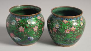 A GOOD PAIR OF GREEN GROUND ENAMELLED CLOISONNE JARS, decorated with flowers, 7.5cm high.