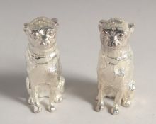 A SMALL PAIR OF SILVER PLATED DOG SALT AND PEPPERS.