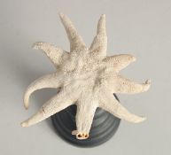 A SEA STAR SPECIMEN on a wooden base. 4ins wide.
