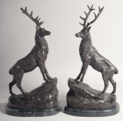 AFTER J. MOIGNIEZ. A GOOD PAIR OF BRONZE STAGS on marble bases. Signed. 17ins high.