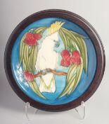 MOORCROFT SULPHUR CRESTED COCKATOO DESIGN PLATE in a mahogany frame. No. 316, dated '95. 9.5ins