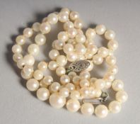 A STRING OF PEARLS with white gold clasp.