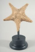 A SEA STAR SPECIMEN 5ins on a wooden base.