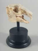 AN ANIMAL SKULL SPECIMEN. 3.5ins on a wooden plinth.
