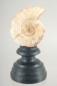 AN AMMONITE SPECIMEN. 20 million years old 2.5ins high.
