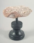 A CORAL SPECIMEN, 4.5ins across on a wooden plinth.
