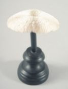 A MUSHROOM CORAL SPECIMEN, 3ins across, on a wooden base.