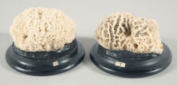TWO SMALL CORAL SPECIMENS, 2ins on a wooden plinth.
