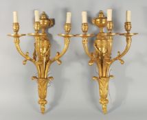 A LARGE PAIR OF LOUIS XVI STYLE GILT METAL THREE LIGHT WALL SCONCES with urn finials. 25ins long.
