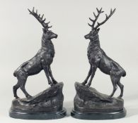A GOOD PAIR OF BRONZE STAGS on marble bases. 16ins high.