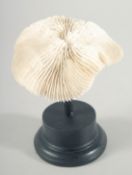 A MUSHROOM CORAL SPECIMEN. 4.5ins across, on a wooden base.