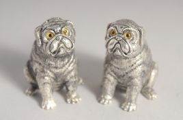 A PAIR OF SILVER PLATED PUG DOG SALT AND PEPPERS.