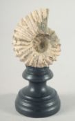 AN AMMONITE SPECIMEN 2.5ins on a wooden plinth,