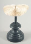 A MUSHROOM CORAL SPECIMEN, 4.5ins across on a wooden plinth.