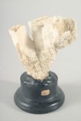 A CORAL SPECIMEN 3.5ins on a wooden plinth.