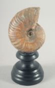 A POLISHED AMMONITE SPECIMEN, 2.2ins on a wooden plinth.