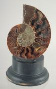A POLISHED AMMONITE SPECIMEN. 4ins high on a wooden base.