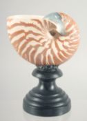 A NAUTILUS SHELL SPECIMEN. 3ins on a wooden base.