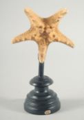A SEA STAR SPECIMEN 4ins on a wooden base.
