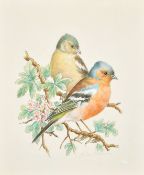 Ella Bruce (20th Century) Chaffinch on a branch, watercolour, signed in pencil, 9