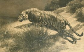 Herbert Thomas Dicksee (1862-1942) British, A crouching tiger, etching, signed in pencil, with blind