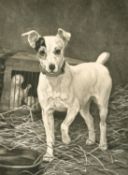 Thomas Blinks, etching of a Jack Russell terrier, 23.5