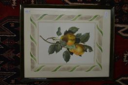 A set of four colour prints depicting fruit, uniformly framed and glazed together with a similar