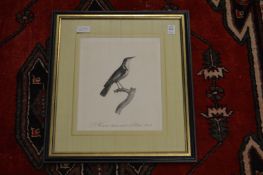 A set of nine engravings depicting birds, uniformly framed and glazed.