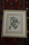 A set of botanical subjects, colour prints, uniformly framed and glazed.
