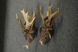 A pair of antler wall lights.