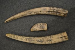 Two large reproduction Scrimshaw tusks and a similar smaller tusk.