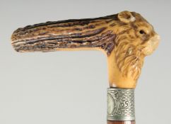 A GOOD VICTORIAN WALKING STICK carved bone handle of a lion head and silver band.